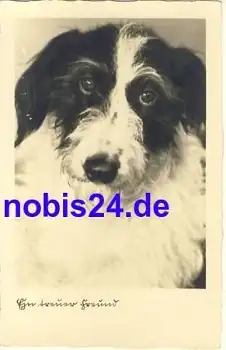 Foxterrier Hund *ca.1935