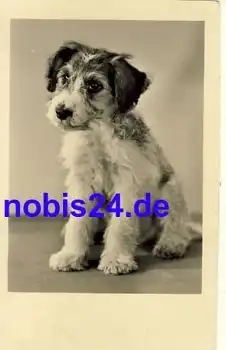 Foxterrier Hund *ca.1950