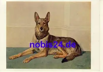 Schäferhund *ca.1935