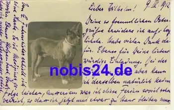 Hund Fotokarte o 1912