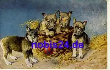 Hundewelpen Künstlerkarte *ca.1915