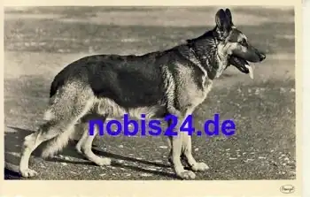 Deutscher Schäferhund *ca.1935
