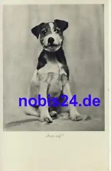 Foxterrier Hund *ca.1930