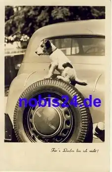 Foxterrier auf Auto o 1941