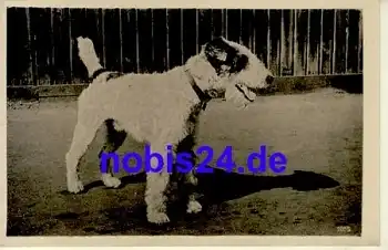 Foxterrier Hund *ca.1950