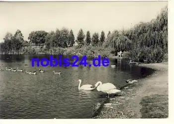 17192 Waren Müritz Stadtpark o ca.1967
