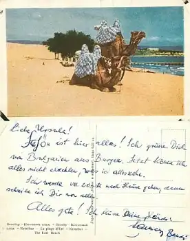 Kamel in Nessebar gebr. ca. 1970