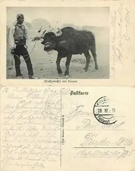 Wasserbüffel mit Führer o 28.12.1917