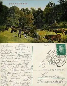 Kühe im Harz  22.8.1929