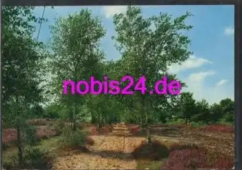 29614 Lüneburger Heide schöne Natur  *ca.1950