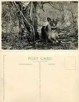 Löwe im Krüger national Park  *ca. 1930