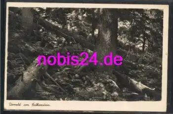 93167 Falkenstein Urwald *ca.1930