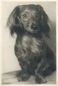 Dackel Echtfoto im AK-Format * ca. 1940