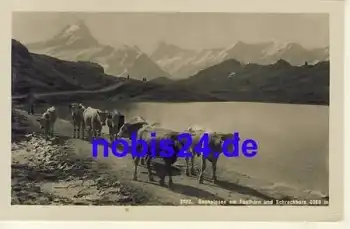 Bachalpsee Kuhabtrieb *ca.1920