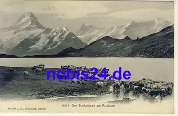 Bachalpsee Kuhherde o 1909