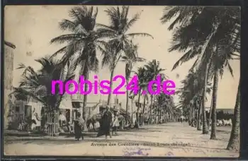 Saint Luis Strasse Cocoiere Senegal *ca.1915