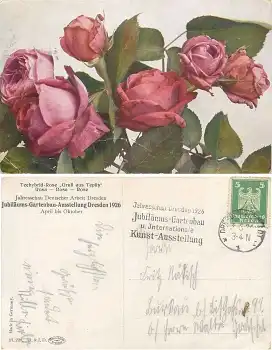Dresden Jubiläums Gartenbau Ausstellung 1926 Teehybrid Rose o 3.5.1926 mit Werbestempel