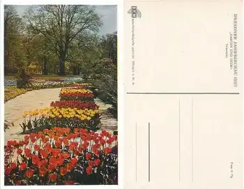 Dresden Jahresschau 1937 "Garten und Heim" Offizielle Karte Nr. 16 Tulpenplan