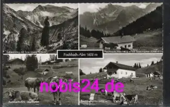 82249 Fischbach Alm Kühe o 4.9.1966