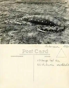 Schlange Indonesien *1927
