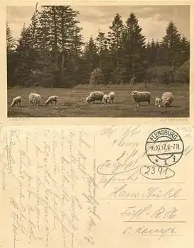 Schafe Lindewitt o 16.10.1917