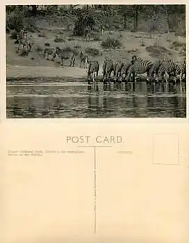 Zebra im Krüger National Park *ca. 1930