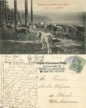 98744 Currsdorf  Kuh Herde o 7.8.1910