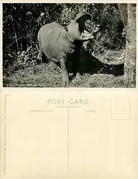 Flusspferd Hippo im Krüger national Park *ca. 1930