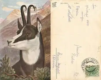 Gemse Künstlerkarte o 2.1.1905
