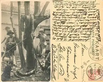 Schlangen Niederländisch Indien o Medan 18.7.1926