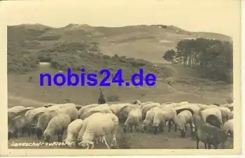 18565 Kloster Insel Hiddensee Schafe  *ca.1950