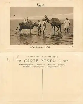 Wasserbüffel und Kamel *ca. 1930