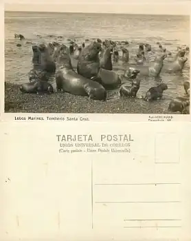 Seelöwen Lobos Marinos Territorio Santa Cruz *ca. 1920