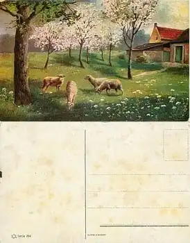 Schafe Serienkarte 264  *ca. 1920