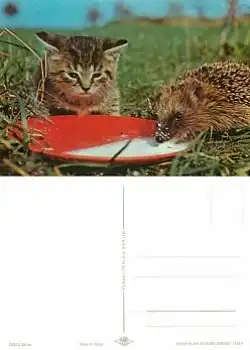 Katze mit Igel *ca. 1976