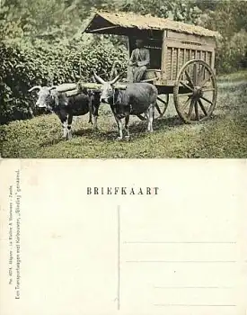 Java Tjimahi Ochsenkarren *ca. 1910 Niederländisch Indien