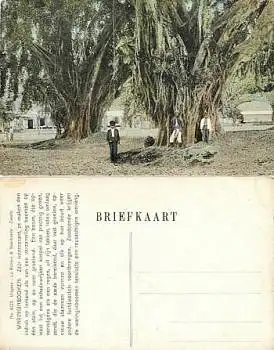 Java Tjimahi Waringinboomen Nederlands-Indië Hindia-Belanda *ca. 1910