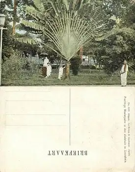 Java Soerabaia Waaierpal in den stadstuin *ca. 1909