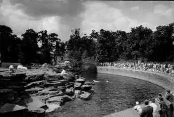 Berlin Tierpark Eisbärenanlage Ansichtskarte o ca. 1965