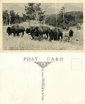 Buffalo Büffel USA  *ca. 1930