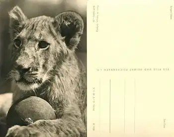 Löwe  Ansichtskarte *ca. 1964