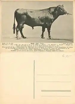 Zuchtbulle Laß  *ca. 1920