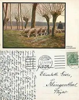 Schafe Künstlerkarte Herdtle o 2.3.1914