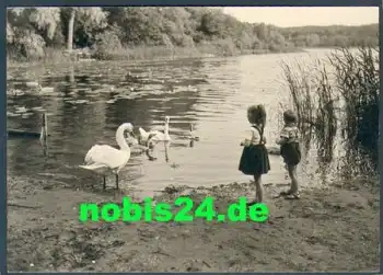 16775 Neuglobsow Schwanenfamilie am Dagow See *ca. 1966 Hanich0010
