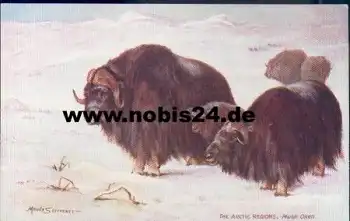 Nordpol, The Arctic Regions Musk Oxen Künstlerkarte Tucks 7339  *ca. 1910