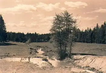 01737 Tharander Wald Triebisch Wiesen 1965 Hanich1434