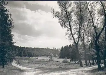 01737 Tharander Wald Triebisch Wiesen  *1963 Hanich1431