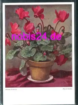 Alpenveilchen im Topf *ca.1950