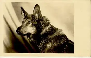 Schäferhund *ca.1930