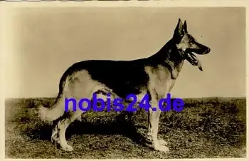 Deutscher Schäferhund *ca.1959